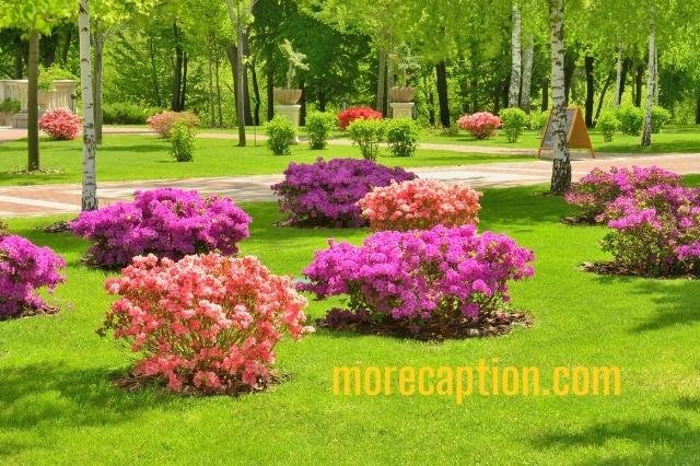 Rose Garden Instagram Captions