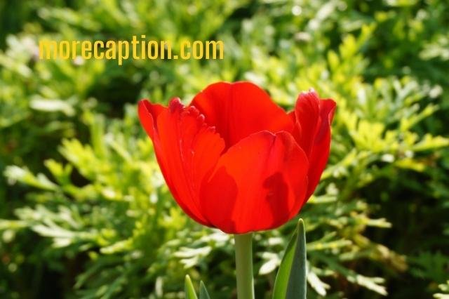 Vivid Red Flower Captions for Instagram