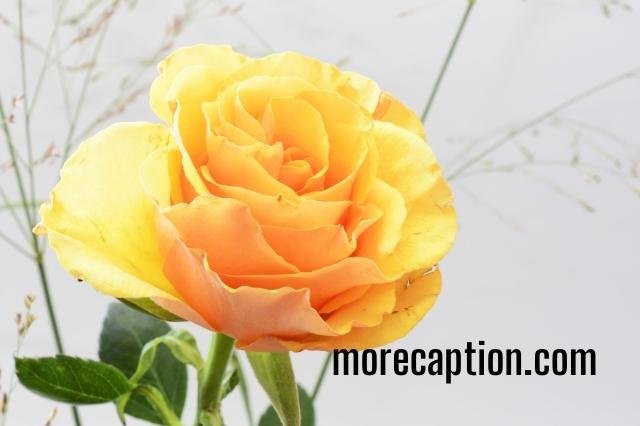 Rose Flower Captions for Instagram