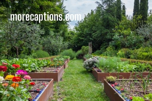 Instagram Captions for Vegetable Garden Layout
