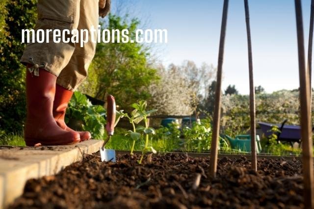 Instagram Captions for Vegetable Garden Plants