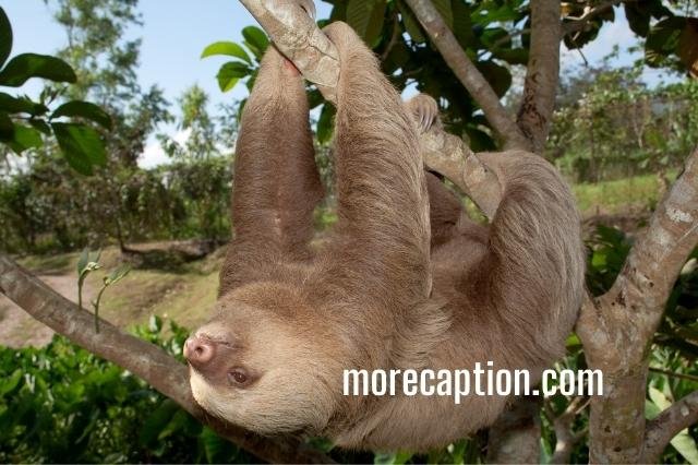 International Sloth Day Quotes Captions for Instagram