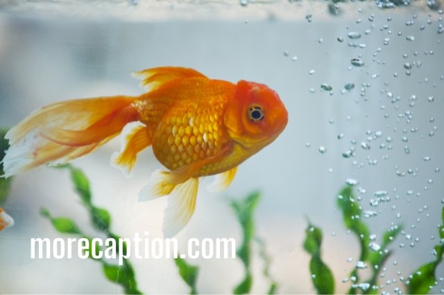 Fish Pick Up Lines